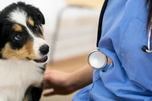 Why Is The Acceptance Of Credit Cards So Important In Veterinary Clinics?