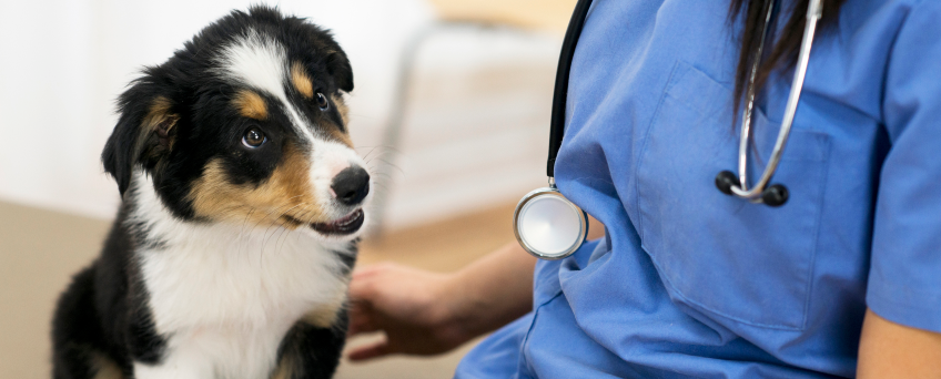 Why Is The Acceptance Of Credit Cards So Important In Veterinary Clinics?